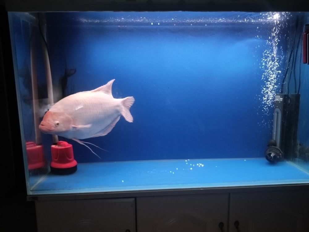 發財魚最近不吃食 龍魚論壇 第6張 發財魚最近不吃食 發財魚最近不吃食 龍魚論壇 第6張
