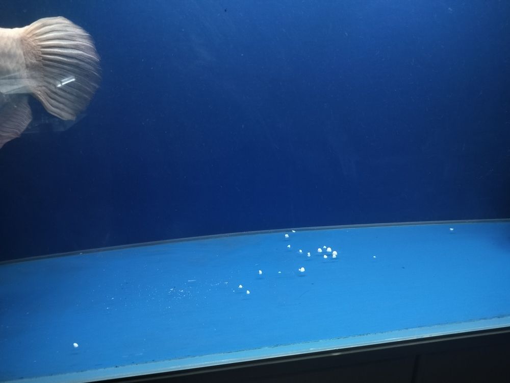 發財魚最近不吃食 龍魚論壇 第7張 發財魚最近不吃食 發財魚最近不吃食 龍魚論壇 第7張