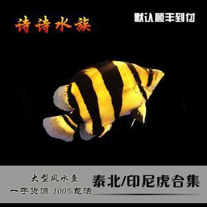 虎魚養(yǎng)幾條最好風(fēng)水圖解:虎魚養(yǎng)幾條最好風(fēng)水 虎魚百科 第2張 虎魚養(yǎng)幾條最好風(fēng)水圖解:虎魚養(yǎng)幾條最好風(fēng)水 虎魚養(yǎng)幾條最好風(fēng)水圖解:虎魚養(yǎng)幾條最好風(fēng)水 虎魚百科 第2張