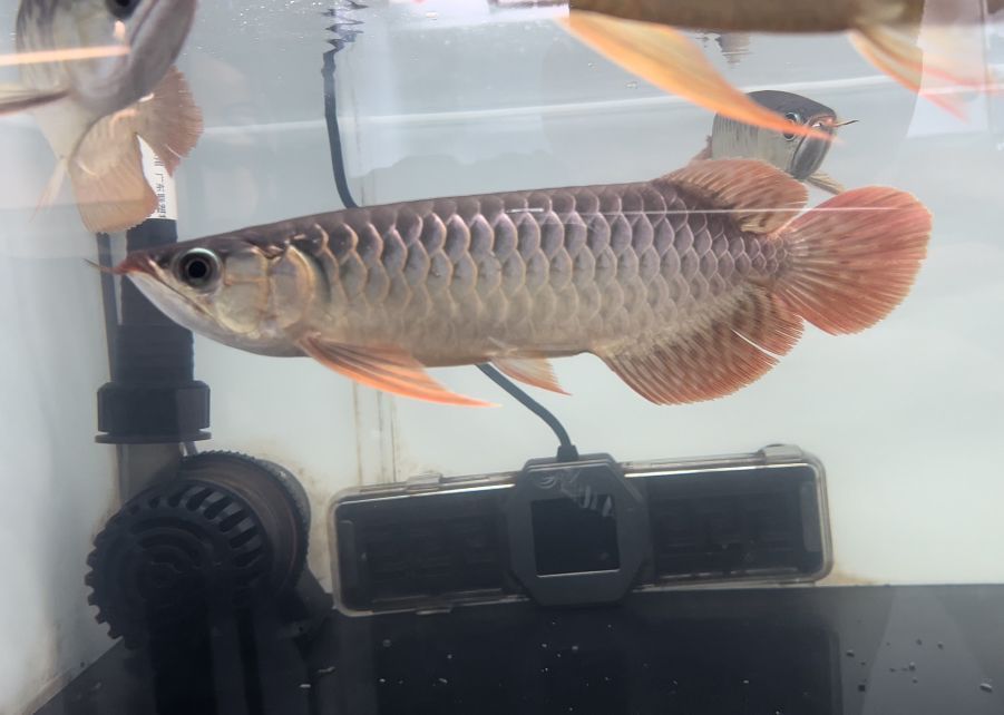森森魚缸燈光設置