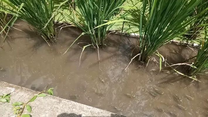 2020新品種觀賞魚：2020年新品種觀賞魚有哪些？