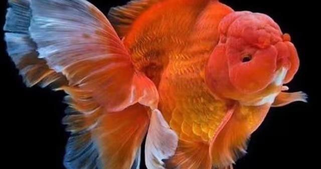 2020新品種觀賞魚：2020年新品種觀賞魚有哪些？
