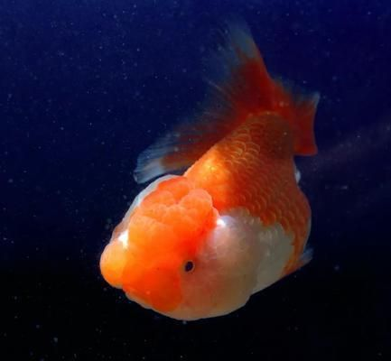 2020新品種觀賞魚：2020年新品種觀賞魚有哪些？