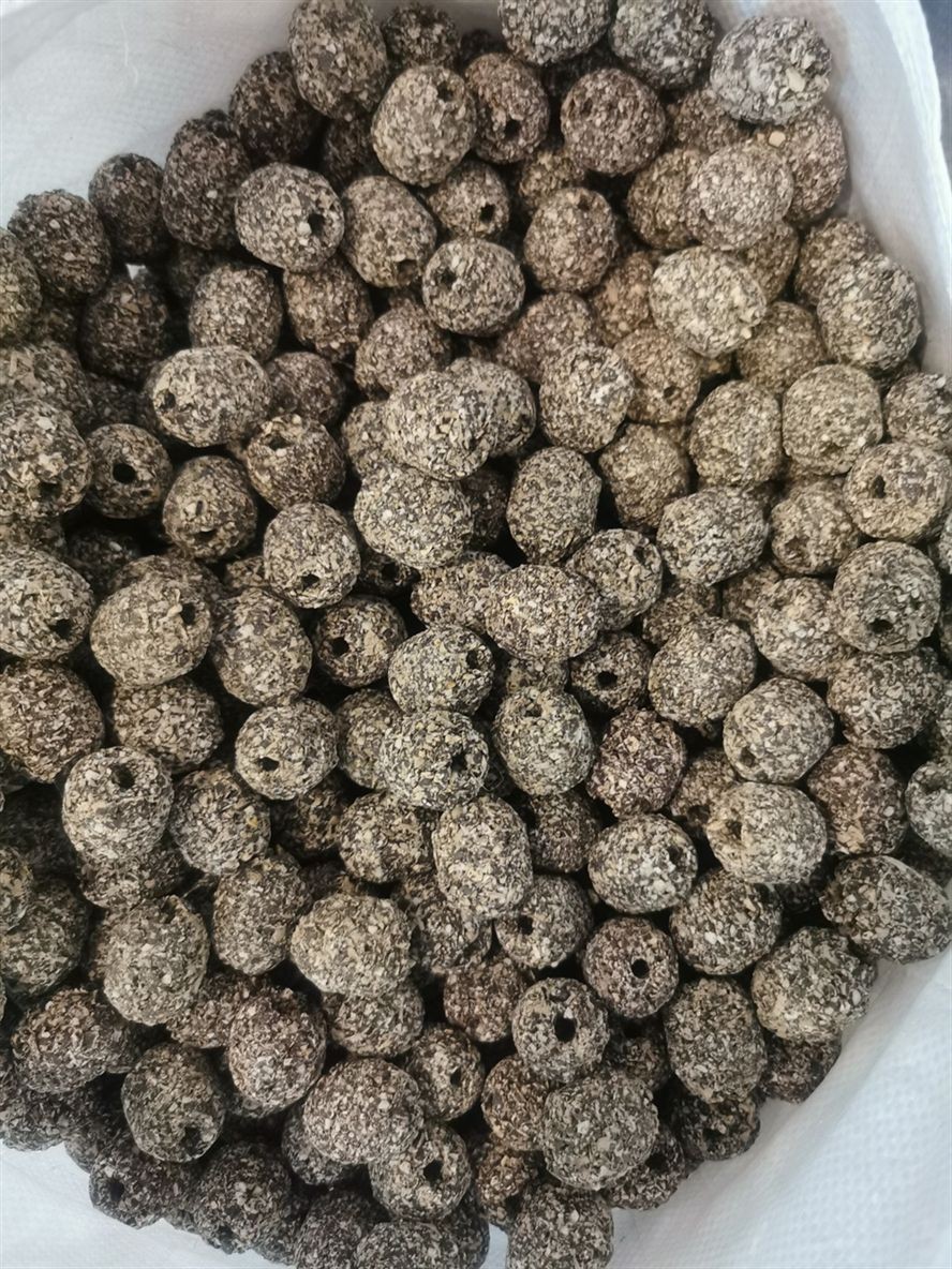 鐵嶺觀賞魚市場第一代博特瑪雅石特價處理買多了