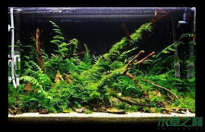 60魚缸沉木造景：60魚缸沉木造景實例分享60魚缸沉木造景實例分享 60魚缸沉木造景：60魚缸沉木造景實例分享60魚缸沉木造景實例分享 魚缸百科 第1張