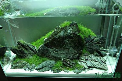 60魚缸沉木造景：60魚缸沉木造景實例分享60魚缸沉木造景實例分享 60魚缸沉木造景：60魚缸沉木造景實例分享60魚缸沉木造景實例分享 魚缸百科 第2張