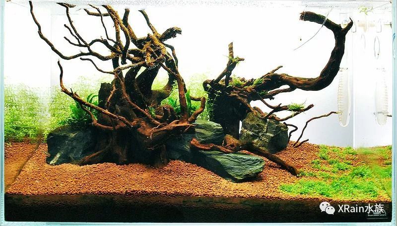 60魚缸沉木造景：60魚缸沉木造景實例分享60魚缸沉木造景實例分享 60魚缸沉木造景：60魚缸沉木造景實例分享60魚缸沉木造景實例分享 魚缸百科 第3張
