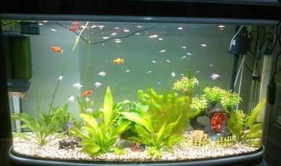 804545的魚缸：80