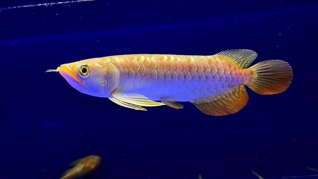 小過背金龍魚辨別：如何辨別小過背金龍魚