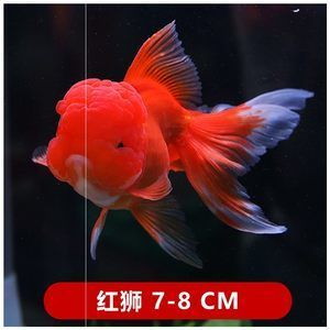 觀賞魚市場價格波動大有哪些原因，觀賞魚市場價格波動大有哪些影響