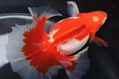 馬印神燈適合什么魚蘭壽金魚能用嗎：馬印神燈適合什么魚