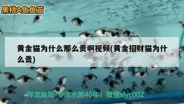 黃金貓為什么那么貴啊視頻(黃金招財貓為什么貴)