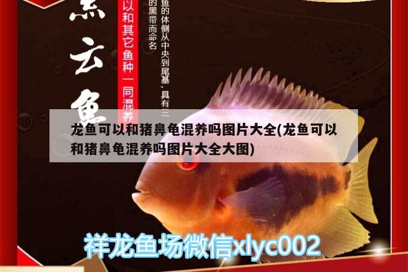 龍魚可以和豬鼻龜混養(yǎng)嗎圖片大全(龍魚可以和豬鼻龜混養(yǎng)嗎圖片大全大圖)
