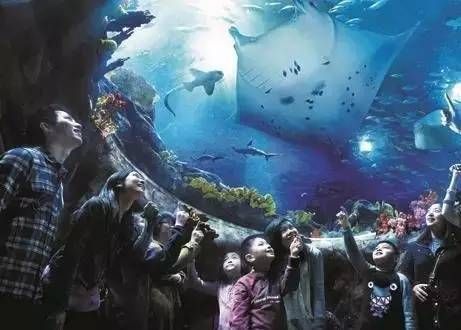 怎么開一家水族館（開一家水族館的詳細步驟和注意事項和注意事項）