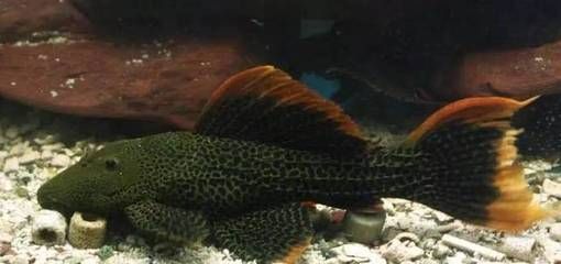 帝王血鉆異型魚(如何鑒別帝王血鉆異型魚) 伊罕水族 第4張 帝王血鉆異型魚(如何鑒別帝王血鉆異型魚) 帝王血鉆異型魚(如何鑒別帝王血鉆異型魚) 伊罕水族 第4張