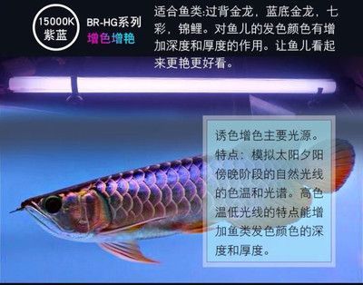 紅龍用馬印還是nec：紅龍魚照明設備選擇馬印和nec照明設備的分析
