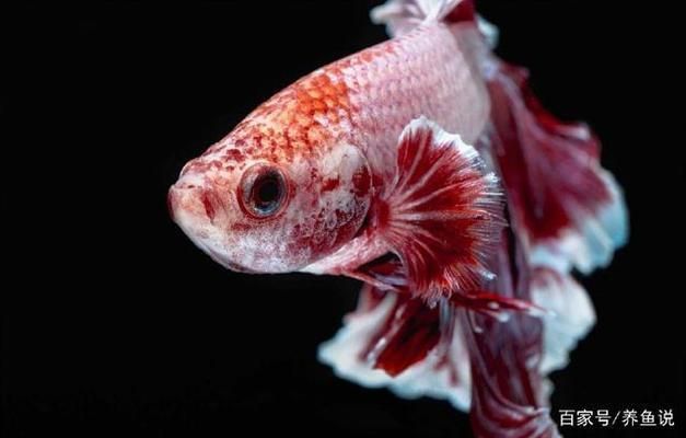 便宜好看的大型觀賞魚品種（世界十大最好養的大型觀賞魚）