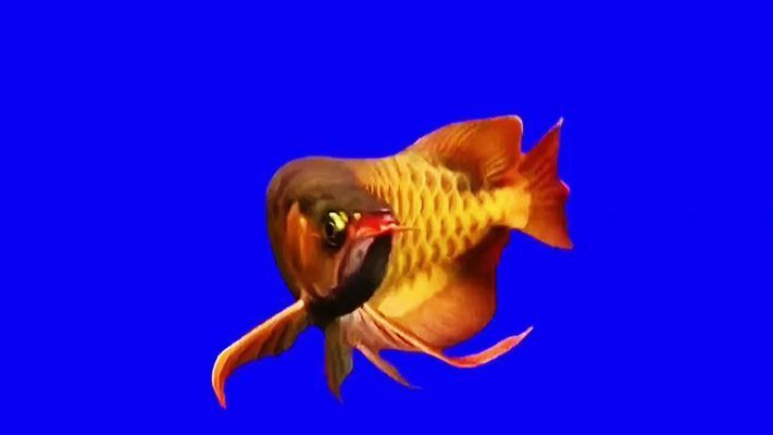 便宜好看的大型觀賞魚品種（世界十大最好養的大型觀賞魚）