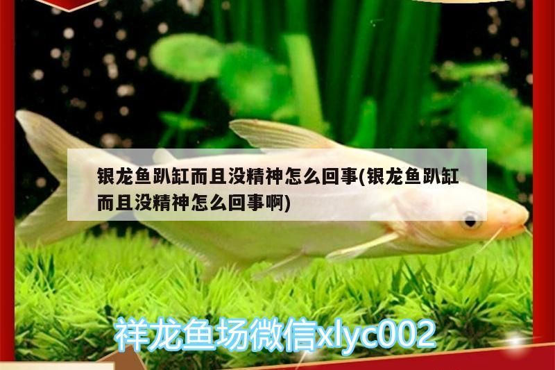 銀龍魚趴缸而且沒精神怎么回事(銀龍魚趴缸而且沒精神怎么回事啊) 銀龍魚趴缸而且沒精神怎么回事(銀龍魚趴缸而且沒精神怎么回事啊) 銀龍魚百科