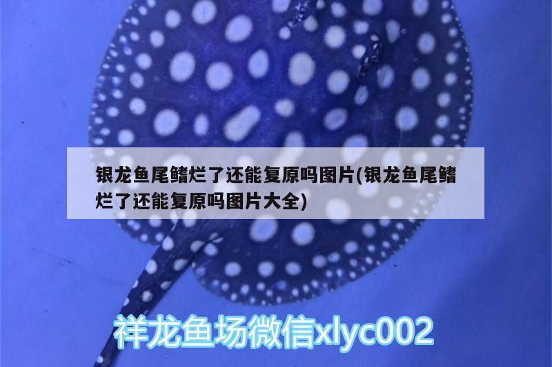 銀龍魚尾鰭爛了還能復原嗎圖片(銀龍魚尾鰭爛了還能復原嗎圖片大全)