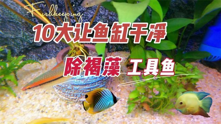 吉印青影水草燈怎么樣（吉印青影水草燈怎么樣好用嗎）