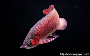 祥龍水族濾材性價比分析（祥龍水族濾材性價比分析祥龍水族濾材選購指南）