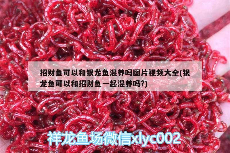 招財魚可以和銀龍魚混養(yǎng)嗎圖片視頻大全(銀龍魚可以和招財魚一起混養(yǎng)嗎?)