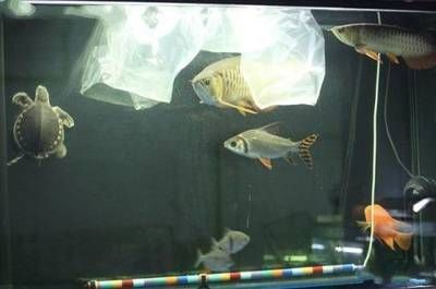 龍魚(yú)缸用什么顏色燈光好vs祥龍魚(yú)場(chǎng)：龍魚(yú)缸燈光顏色對(duì)魚(yú)的影響