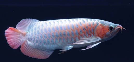 紅龍魚配什么魚一起養(yǎng)：紅龍魚混養(yǎng)的水質(zhì)適合與紅龍魚混養(yǎng)的水質(zhì)搭配技巧