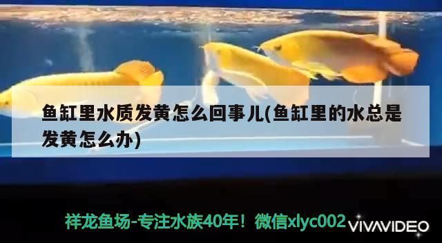 魚缸里水質發黃怎么回事兒(魚缸里的水總是發黃怎么辦) 魚缸里水質發黃怎么回事兒(魚缸里的水總是發黃怎么辦) 黃金貓魚百科