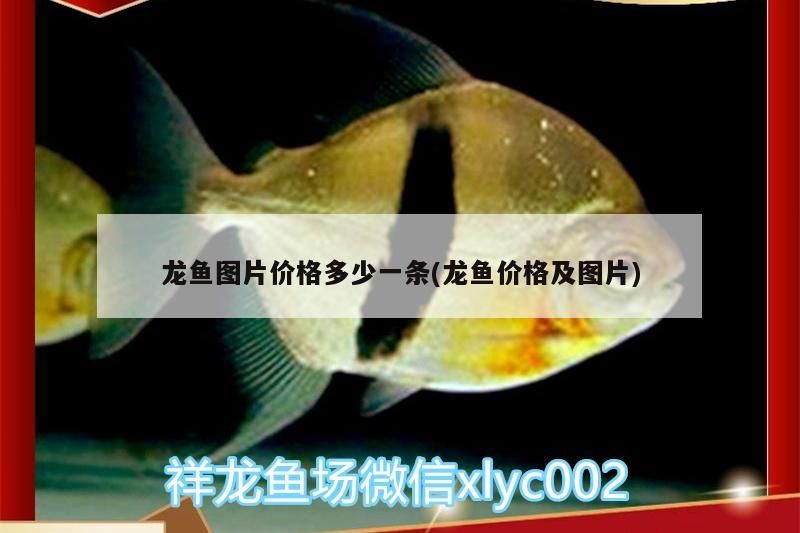 老魚匠加熱棒出現ee（老魚匠加熱棒出現ee如何解決）