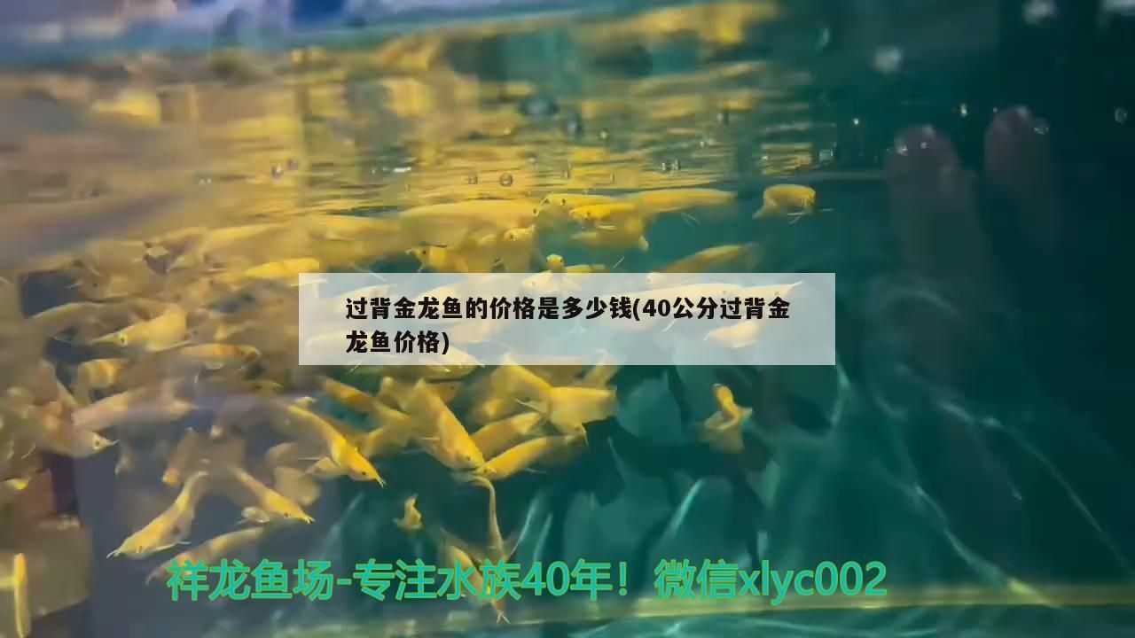 駐馬店魚缸批發(fā)市場的電話號碼駐馬店魚缸批發(fā)市場的電話號碼，駐馬店魚缸批發(fā)市場的位置