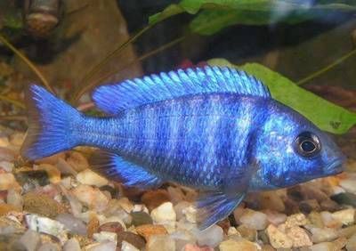 什么魟魚好養:魟魚的飼養情況 魟魚百科 第1張 什么魟魚好養:魟魚的飼養情況 什么魟魚好養:魟魚的飼養情況 魟魚百科 第1張