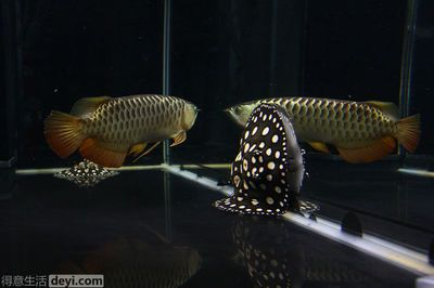 什么魟魚好養:魟魚的飼養情況 魟魚百科 第2張 什么魟魚好養:魟魚的飼養情況 什么魟魚好養:魟魚的飼養情況 魟魚百科 第2張