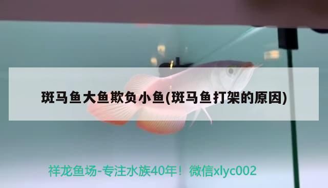 龍魚欺負其他魚vs祥龍魚場：祥龍魚場評價如何