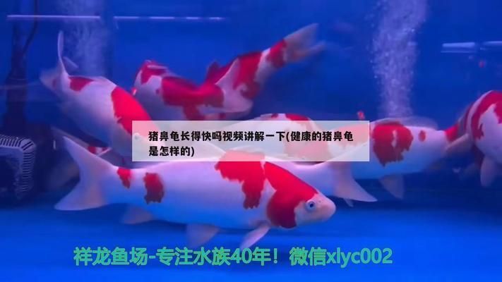 豬鼻龜生長速度快嗎還是慢：豬鼻龜吃什么長得快