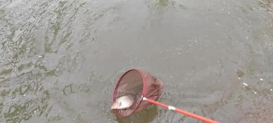 廣元可麗愛魚缸專賣店電話：廣元可麗愛魚缸專賣店，打造您的水族藝術(shù)空間 廣元可麗愛魚缸專賣店電話：廣元可麗愛魚缸專賣店，打造您的水族藝術(shù)空間 iwish愛唯希品牌魚缸 第3張