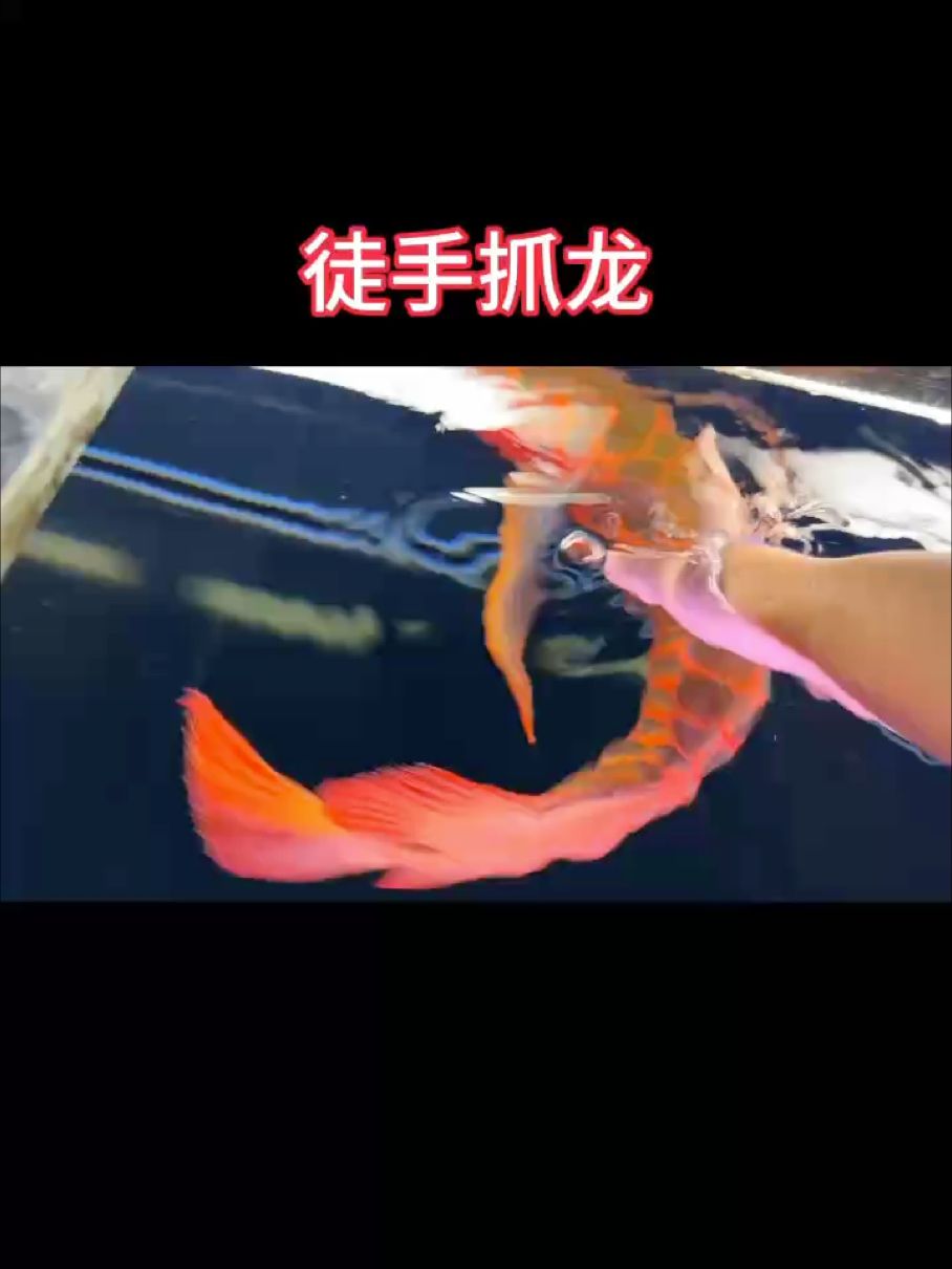 你家龍讓摸不