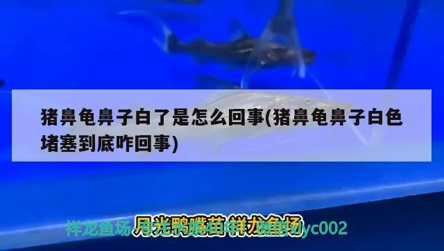 豬鼻龜鼻子白了是怎么回事(豬鼻龜鼻子白色堵塞到底咋回事)