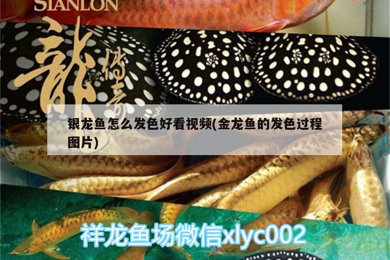 銀龍魚怎么發色好看視頻(金龍魚的發色過程圖片)