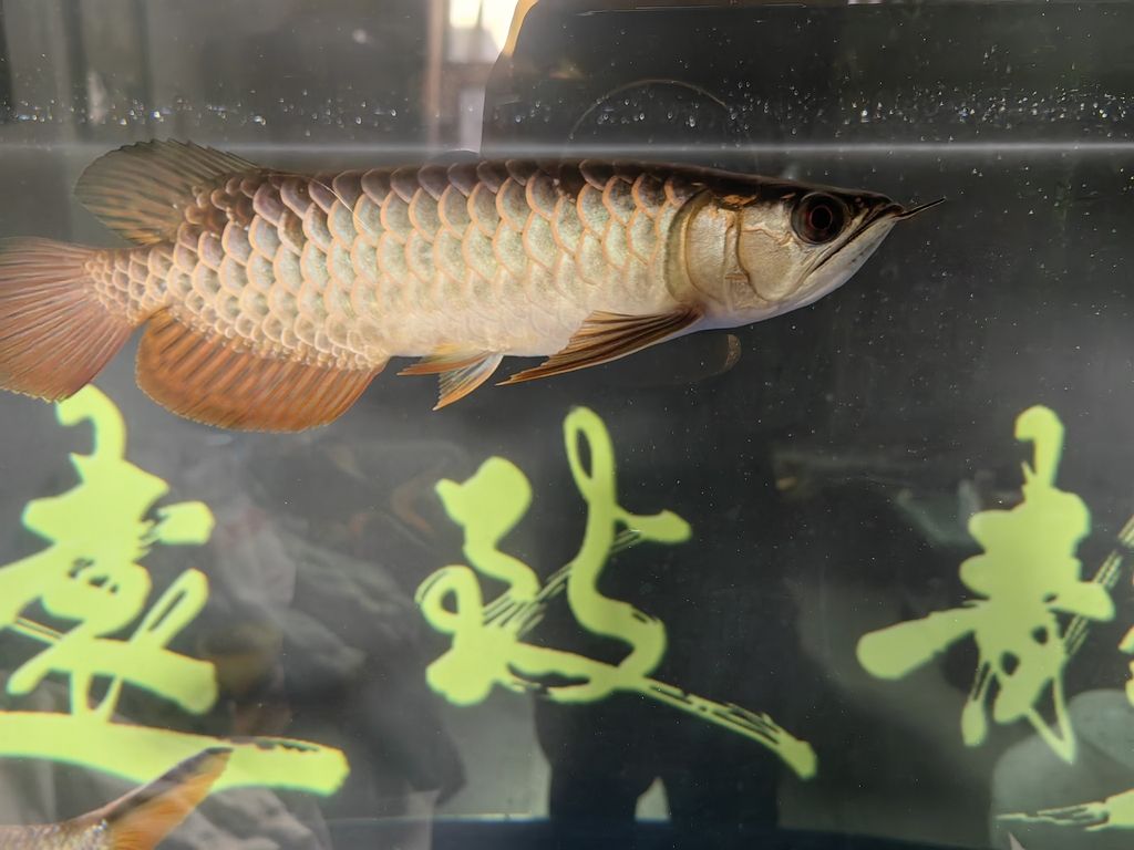 又入坑了，這條魚能過背嗎
