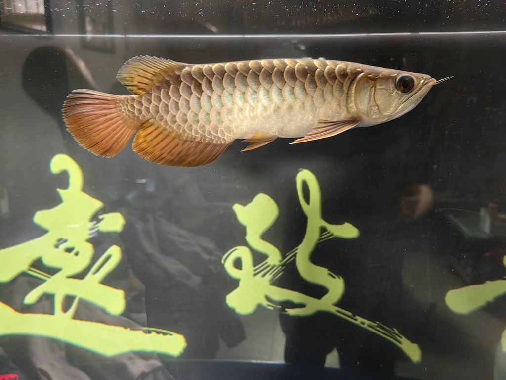 又入坑了，這條魚能過背嗎