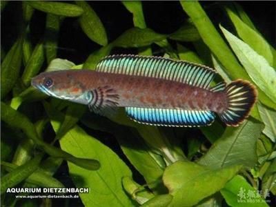 雷龍魚和魟魚混養