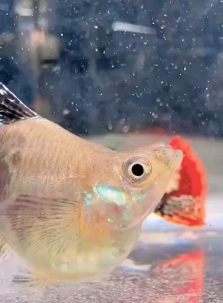 魚缸用增氧泵價格是多少:魚缸增氧機-xtrac增氧機-xtrac增氧機 紅龍球體孔雀魚#孔雀魚#高端孔雀魚#稀有孔雀魚 龍魚論壇 紅龍球體孔雀魚#孔雀魚#高端孔雀魚#稀有孔雀魚 紅龍球體孔雀魚#孔雀魚#高端孔雀魚#稀有孔雀魚 龍魚論壇