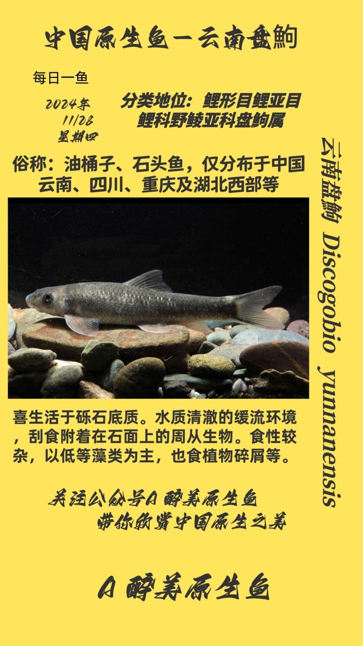 云南盤鮈