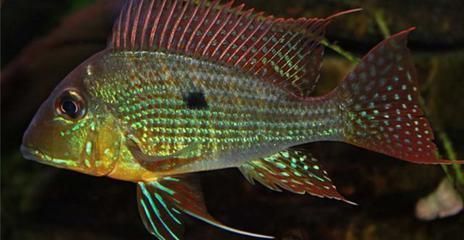 收了別人送的魚后，運氣為何突然變好了？收了別人送的魚后，為何運氣突然變好？ 收了別人送的魚后，運氣為何突然變好了？收了別人送的魚后，為何運氣突然變好？ 龍魚百科 第2張