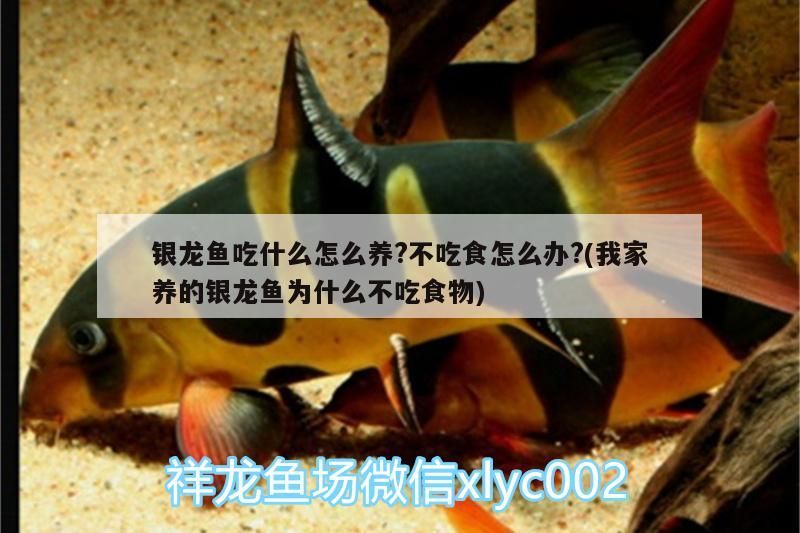 銀龍魚(yú)吃什么怎么養(yǎng)?不吃食怎么辦?(我家養(yǎng)的銀龍魚(yú)為什么不吃食物)