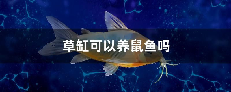 草缸可以養鼠魚嗎 草缸可以養鼠魚嗎 九鼎魚缸