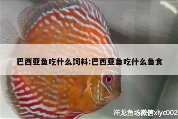 收別人送魚是否吉利，文化寓意與現代解讀，收禮收魚吉利嗎？——傳統寓意與現代視角的解析