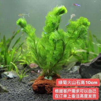 收別人送的魚好兆頭，寓意吉祥的文化傳統(tǒng)與現(xiàn)代意義，收魚納吉，傳統(tǒng)吉祥寓意與現(xiàn)代文化意義的交融